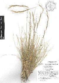 Aristida curvifolia image