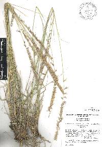 Bouteloua curtipendula var. caespitosa image