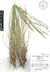 Bouteloua curtipendula var. caespitosa image