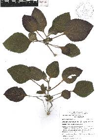 Ageratina bellidifolia image