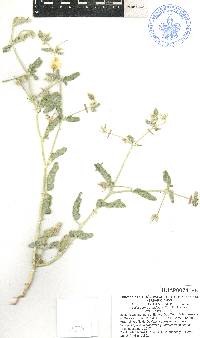 Kallstroemia grandiflora image