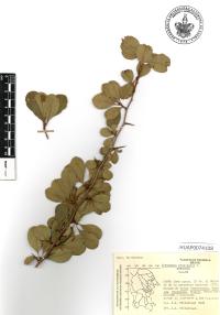 Crataegus crus-galli image