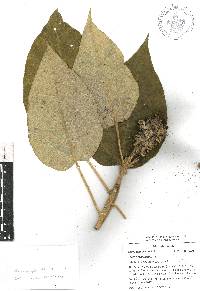 Croton stipulaceus image