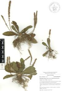 Plantago australis image