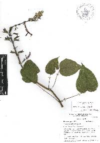 Salvia flaccidifolia image