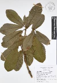 Quercus insignis image