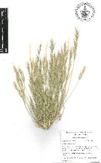 Aristida adscensionis image