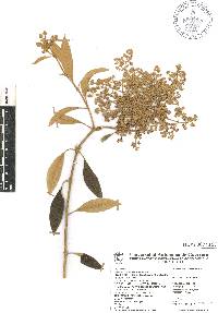 Buddleja parviflora image