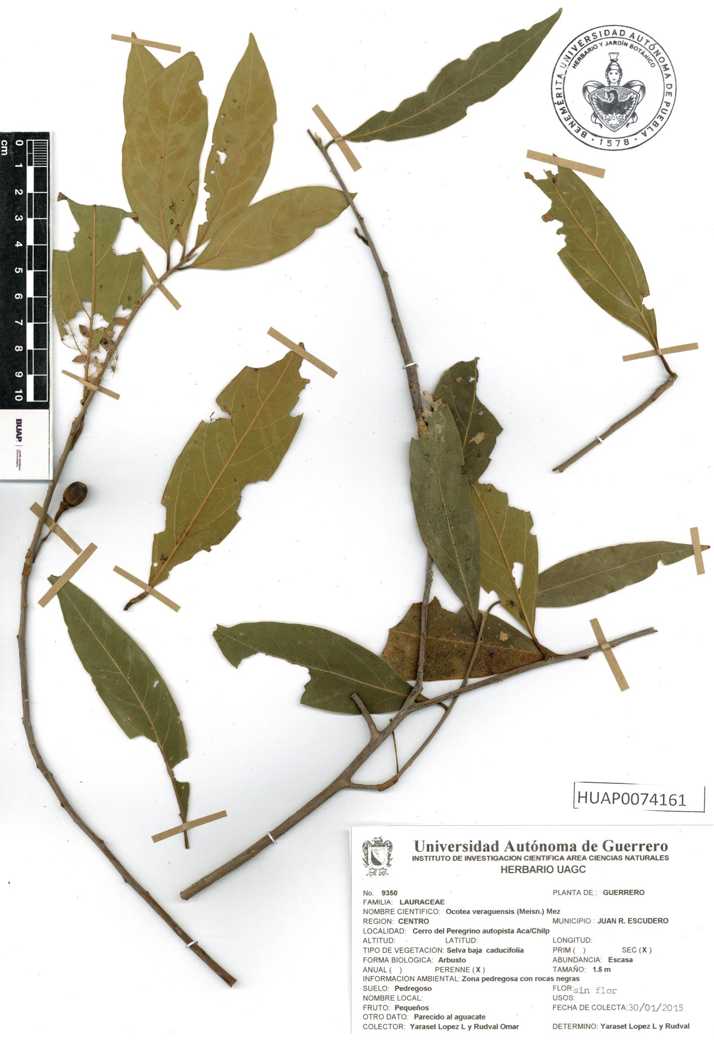 Ocotea veraguensis image