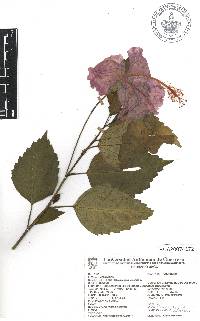 Hibiscus rosa-sinensis image