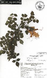 Tecoma capensis image