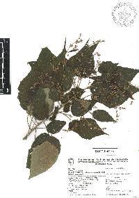 Heliocarpus occidentalis image