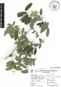 Coursetia caribaea var. caribaea image