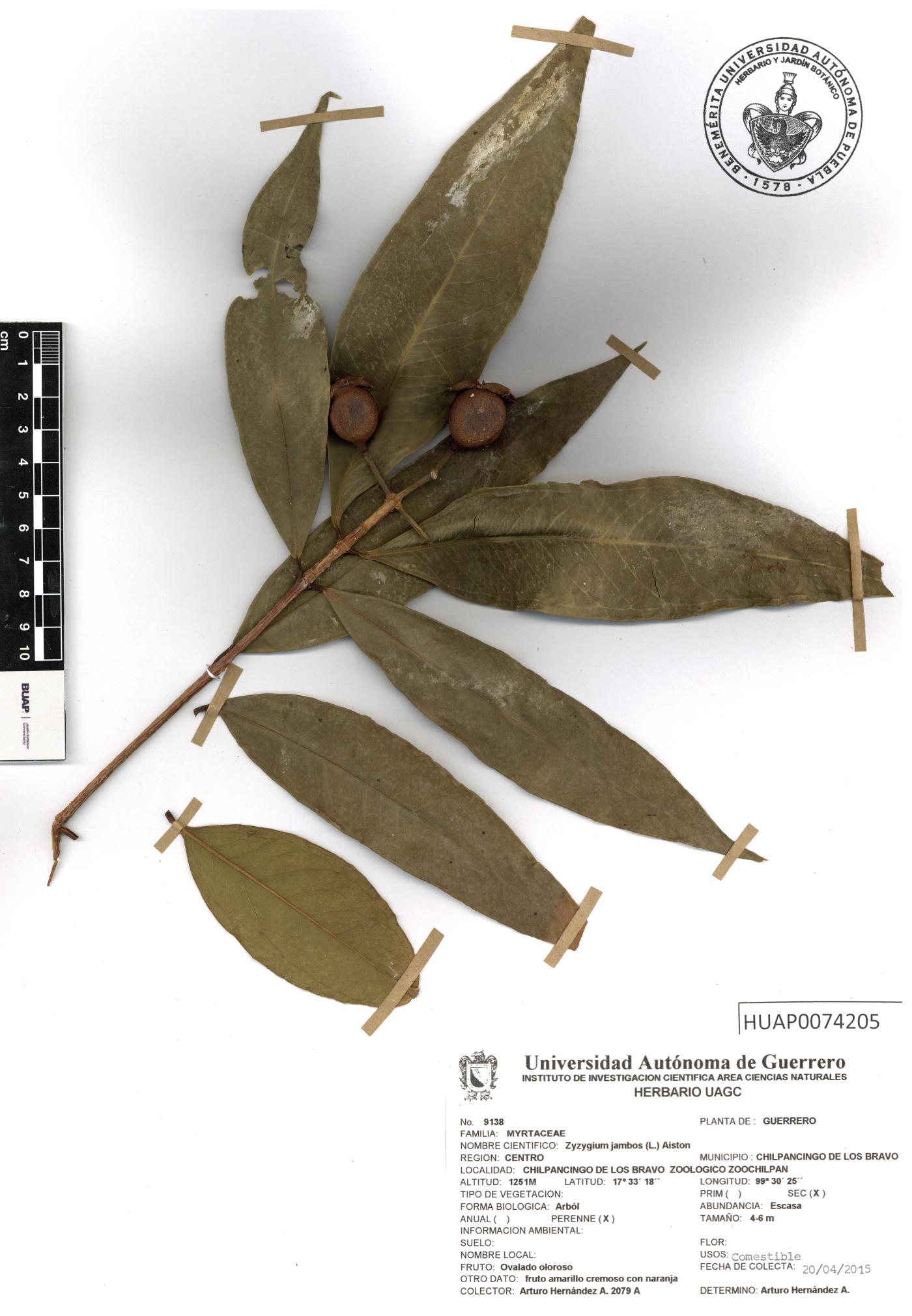Syzygium jambos image