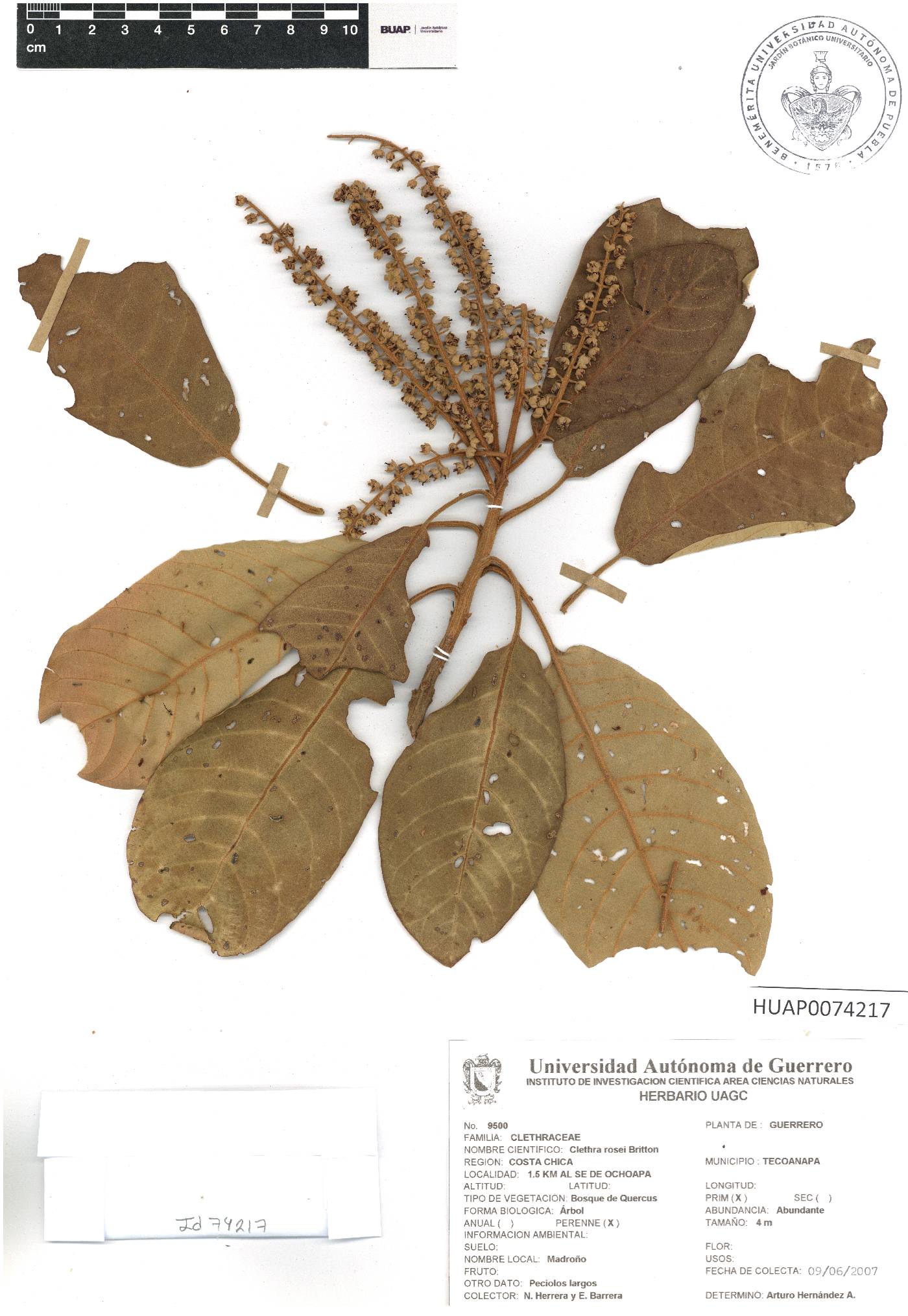 Clethra rosei image