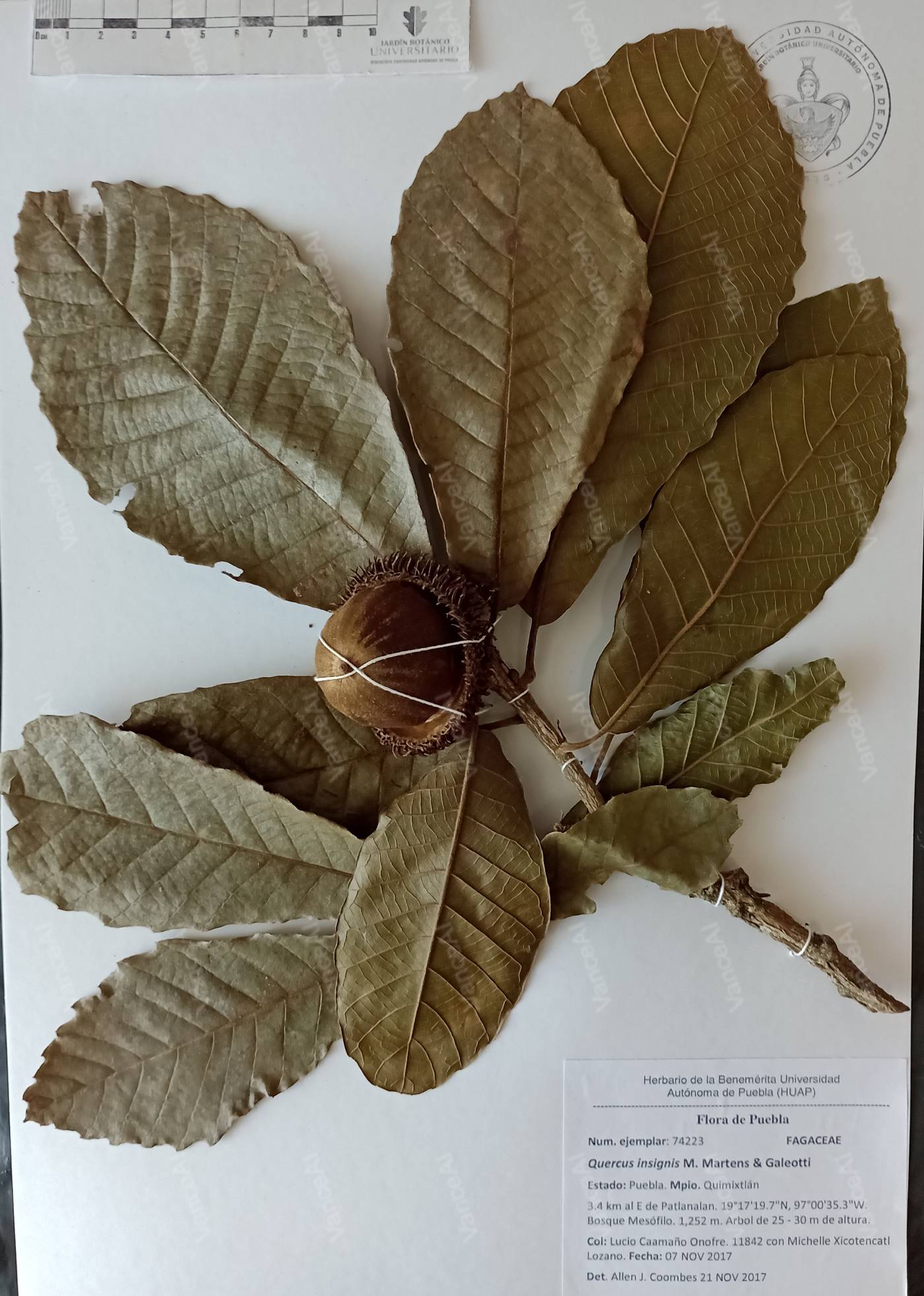 Quercus insignis image