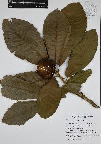 Quercus insignis image