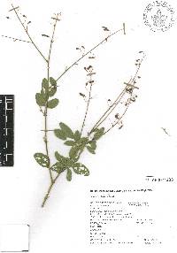 Desmodium procumbens var. procumbens image