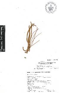 Pseudobombax ellipticum image