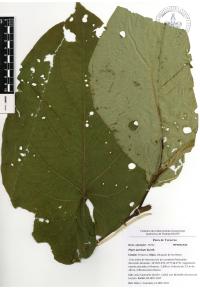 Piper auritum image