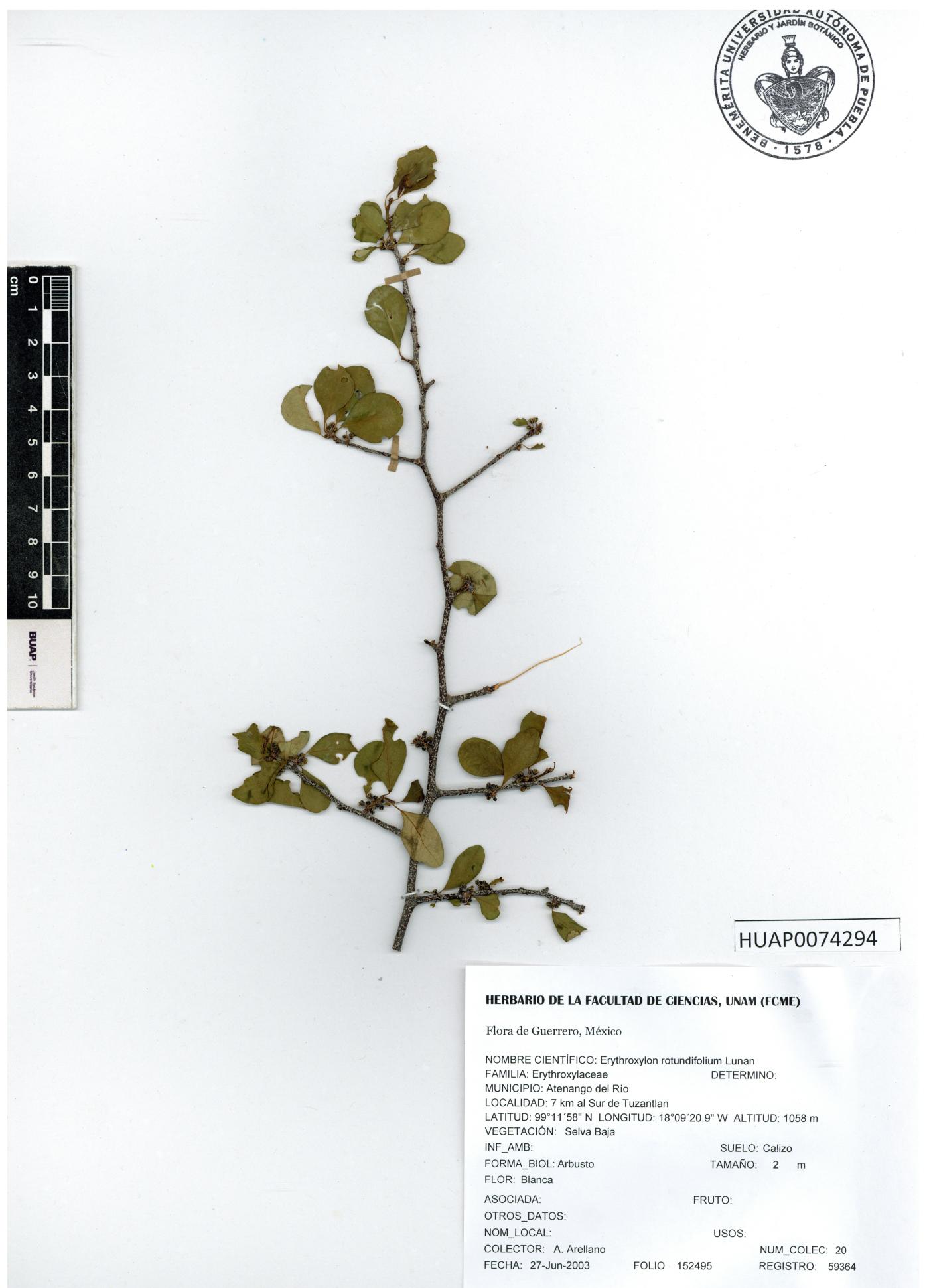 Erythroxylum rotundifolium image