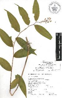 Maianthemum scilloideum image