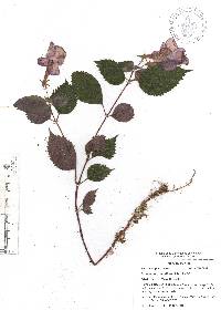 Achimenes grandiflora image