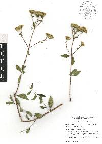 Stevia origanoides image