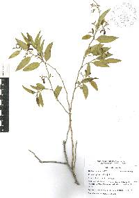 Vallesia glabra image