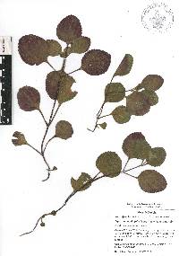 Ageratina bellidifolia image