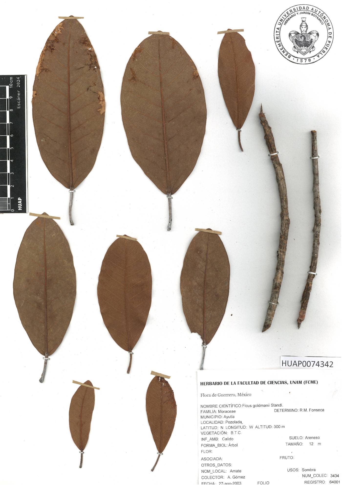 Ficus crocata image