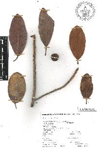 Ficus crocata image