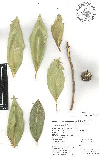 Ficus insipida image