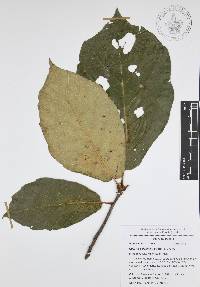 Quercus candicans image