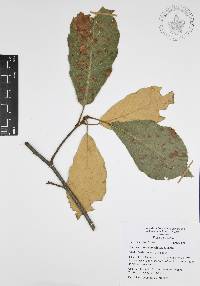 Quercus candicans image