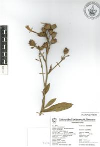 Nicotiana tabacum image