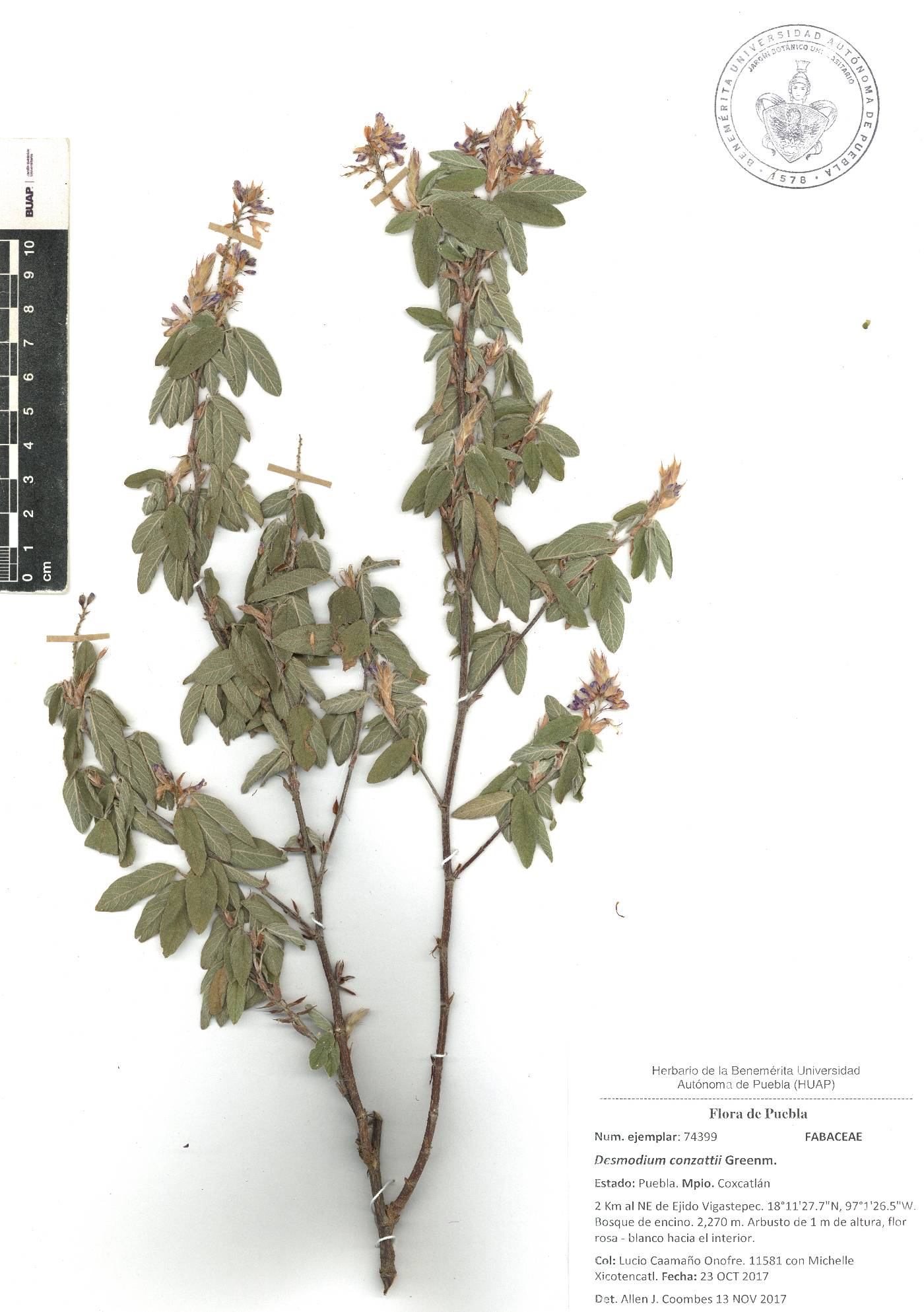 Desmodium conzattii image