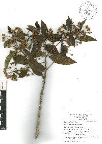 Lippia myriocephala image