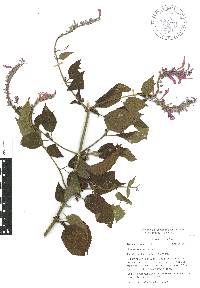 Salvia purpurea image