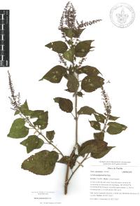 Salvia polystachia image