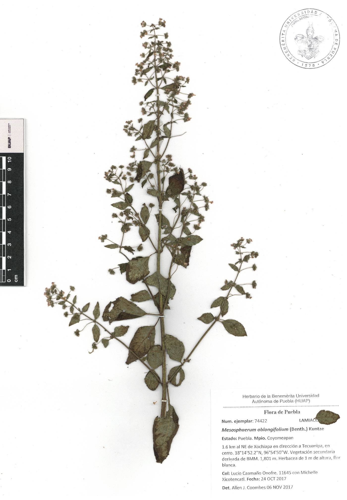 Mesosphaerum oblongifolium image