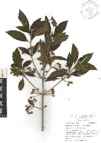 Lippia myriocephala image