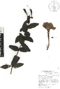 Escobedia grandiflora image