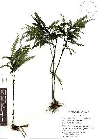 Pilea pteridophylla image