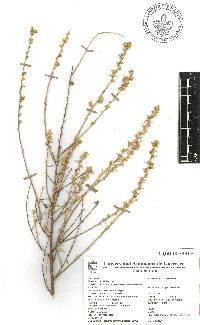 Baccharis pteronioides image