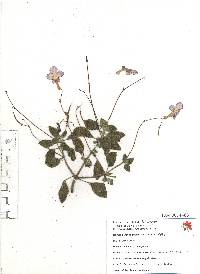 Streptocarpus caulescens image