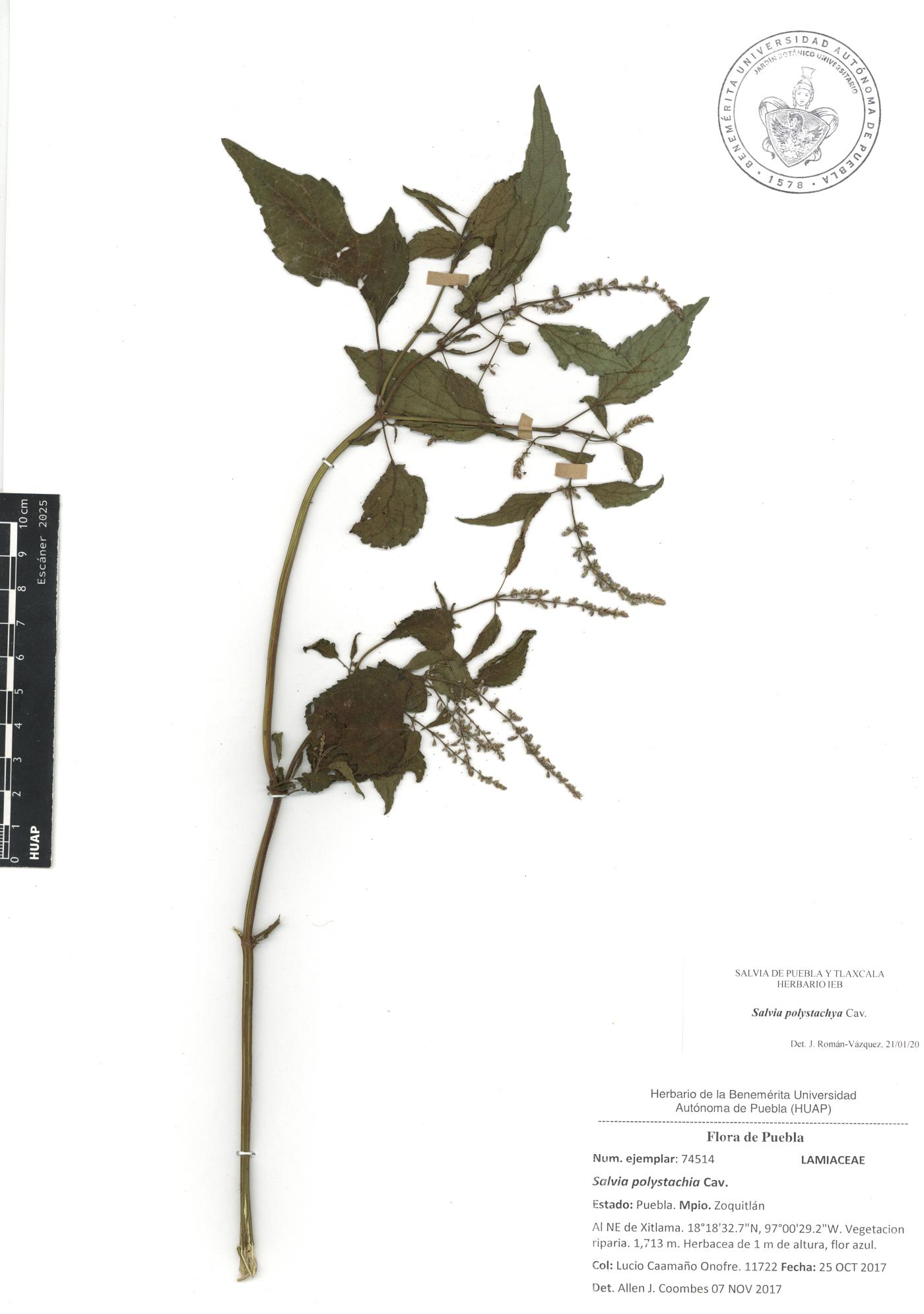 Salvia polystachia image