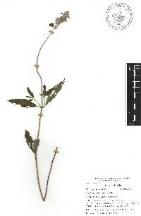 Salvia lavanduloides image