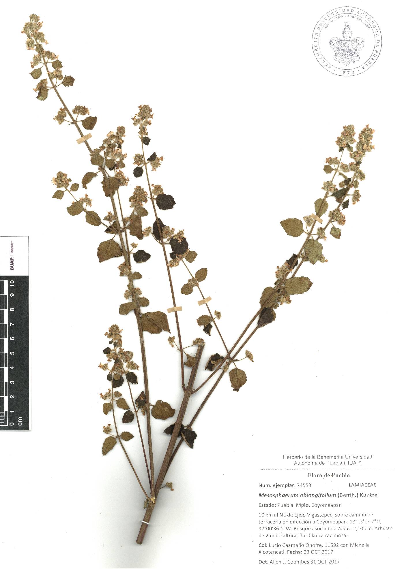 Mesosphaerum oblongifolium image