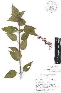 Salvia cinnabarina image